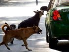 Γιατί τα σκυλιά κυνηγάνε τα αυτοκίνητα;